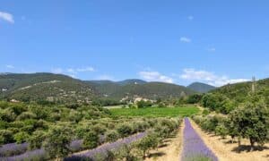 Lavande au milieu des vignes dans la Drôme